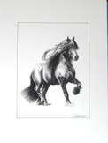 Frison