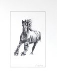 Frison2